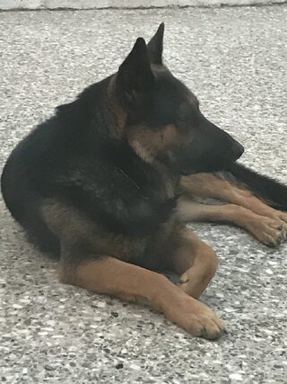 SOLO