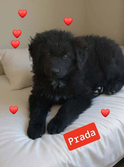 PRADA,2,5 μηνών