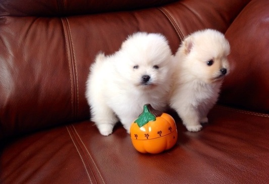 Pomeranian-kala