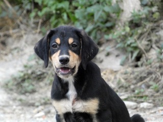 Fritz