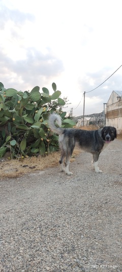 Ντεσι