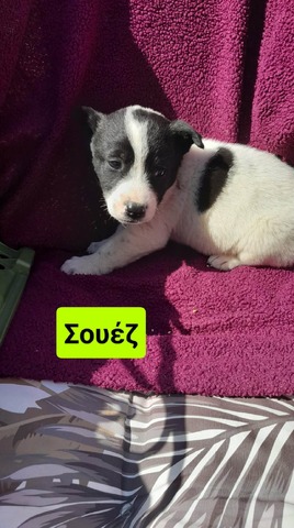 ο Σουεζ,2 μηνων