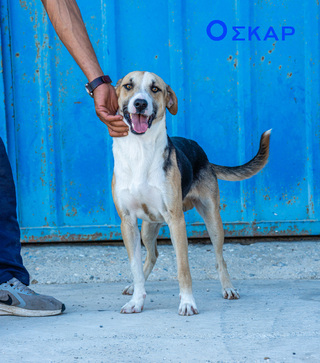 Oscar