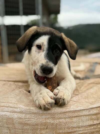 Snoopy