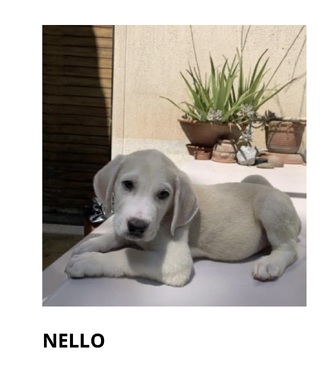 Nello