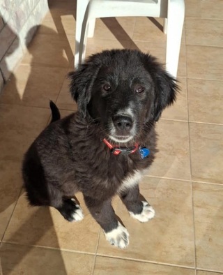 Rex