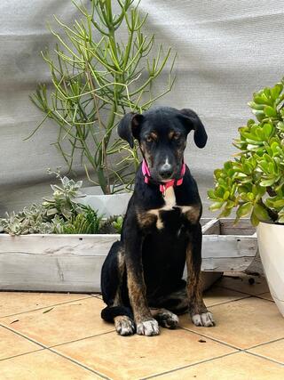 Nerina