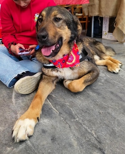 Καφετούλης