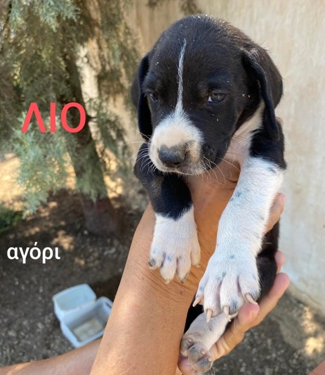 ΛΙΟ