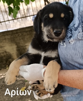 ΑΡΙΩΝ