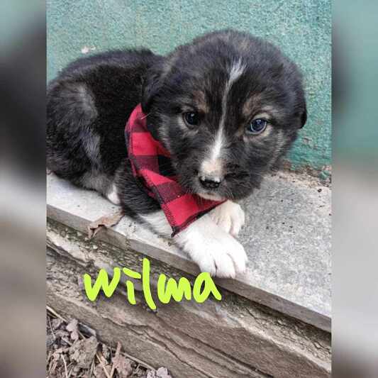 Wilma