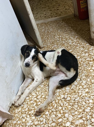 ΜΗΤΣΗ ΚΟΥΤΑΒΙ