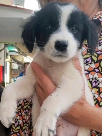 Archie!