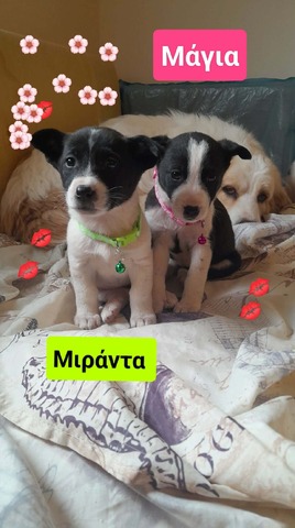 Μιράντα, Μάγια