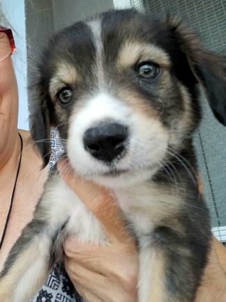 Alfie!