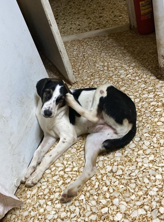 ΜΗΤΣΗ ΚΟΥΤΑΒΙ