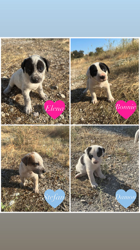 Elena, Bonnie