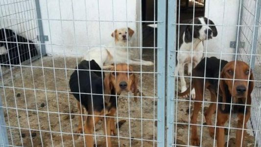 Δήμος Σερρών: παράνομες περισυλλογές ζώων και απαράδεκτη συμπεριφορά της αστυνομίας σε φιλόζωους πολίτες