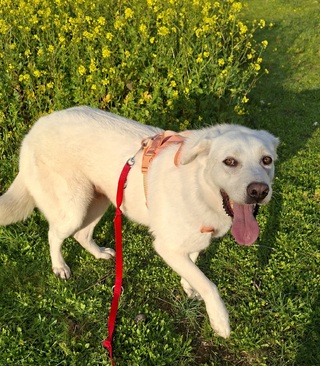 Αρκουδίτσα