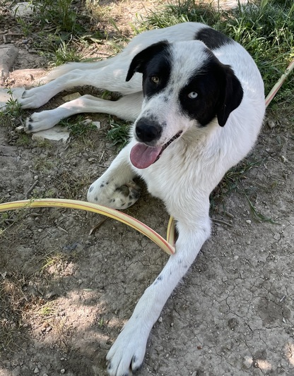 TIMO
