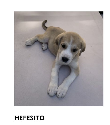 Hefesito