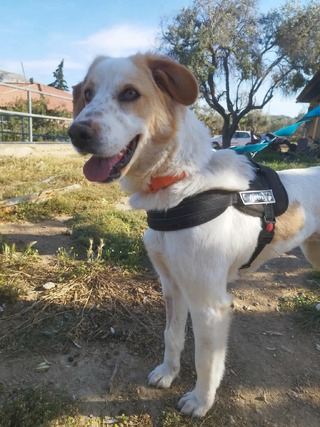 ♥️Μόκα ♥️