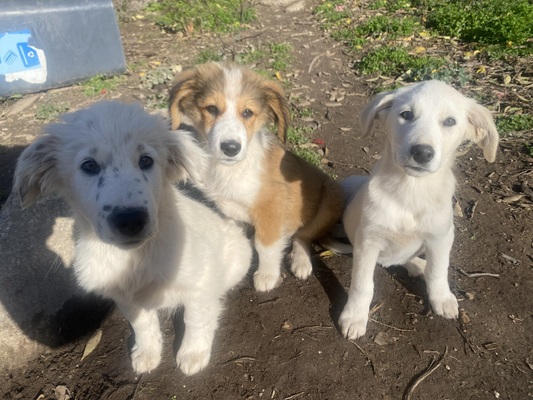 μοναχουλια