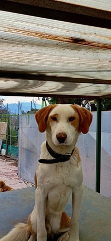 Μενιος