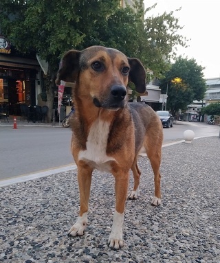 Μαιρούλα