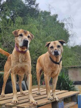 Πέγκυ κ Μαρλον