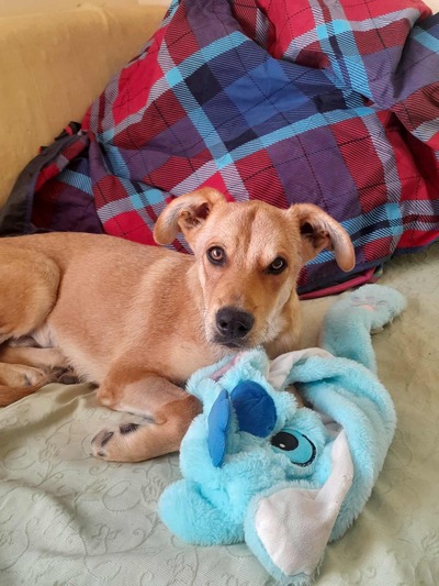 Ρενάρ, 7 μηνων