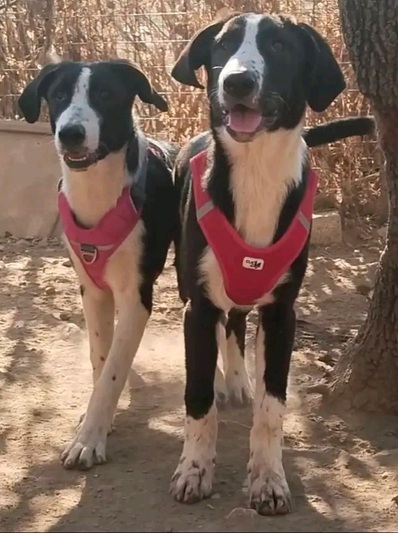 Jojo & Zoe!