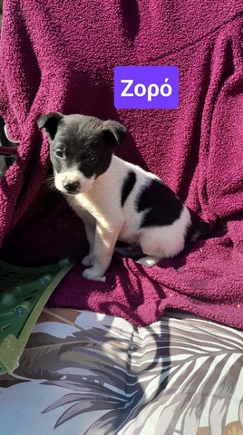 Ζορό,2μηνων