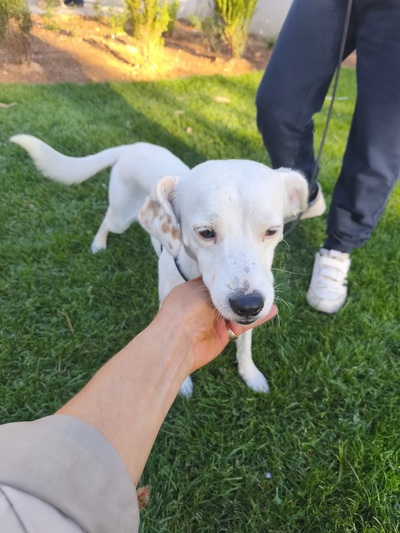 Ο Γλυκούλης