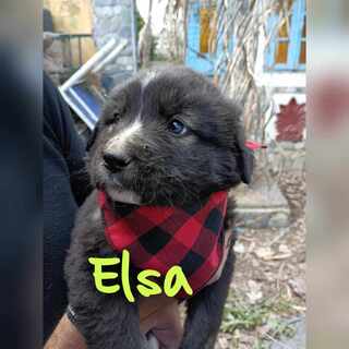 Elsa