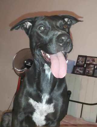 Darko