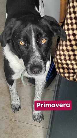 PRIMAVERA