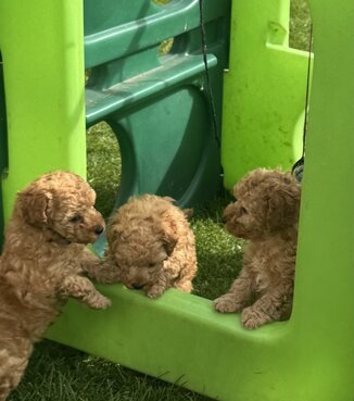 Toy poodle.