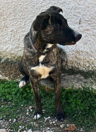 Iris