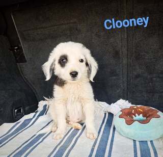 Clooney