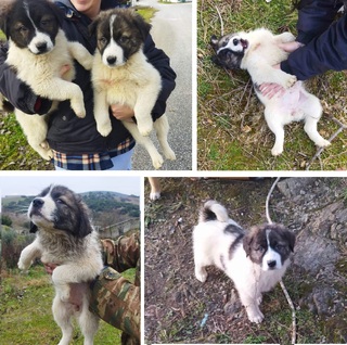 Ρένα & Σούζη