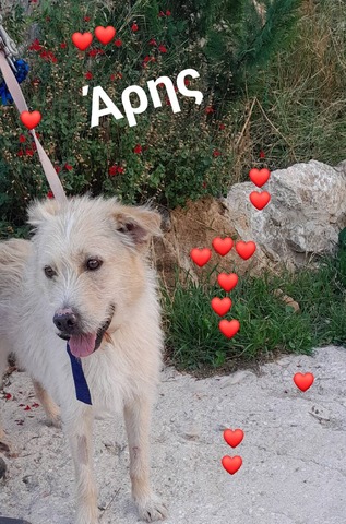 ΑΡΗΣ