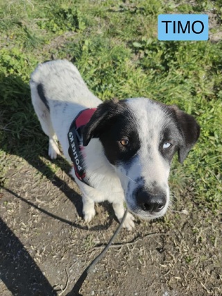 TIMO