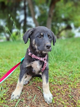 Suki
