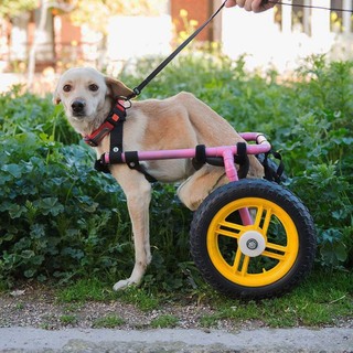 Σκύλοι με αναπηρίες: εβδομάδα ευαισθητοποίησης #adoptMina