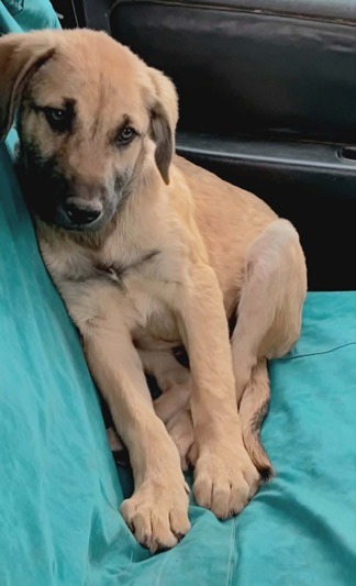 Simba