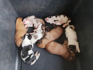 Κουταβάκια