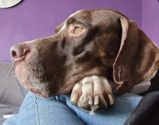 OSCAR