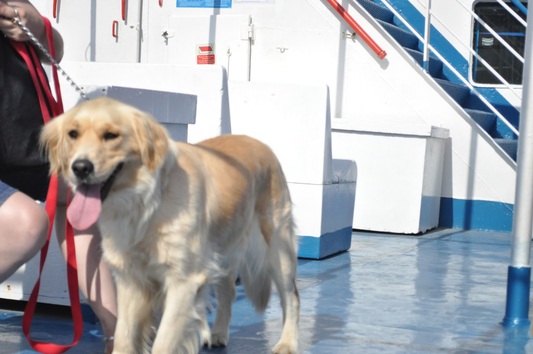 Ταξιδιώτες με σκύλο: έχουμε δικαιώματα. Η απάντηση της ANEK Lines αφετηρία για έρευνα και προτάσεις