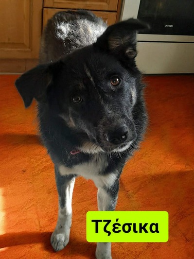 ΤΖΈΣΙΚΑ,9 ΜΗΝΩΝ